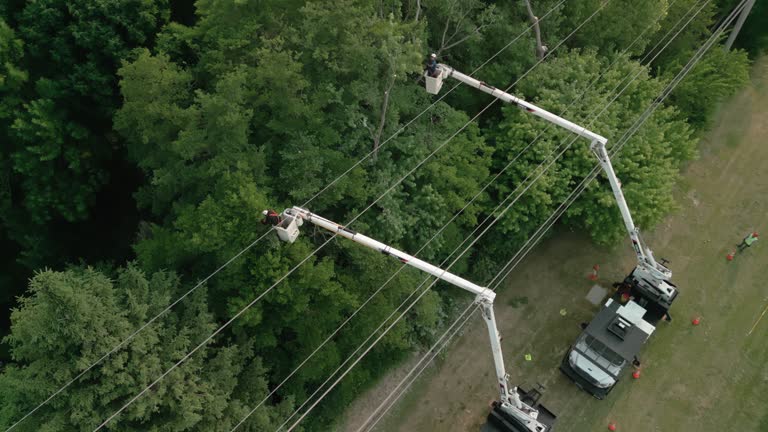 Best Storm Damage Tree Cleanup  in Metairie, LA